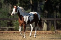 American Paint horse American Paint horse